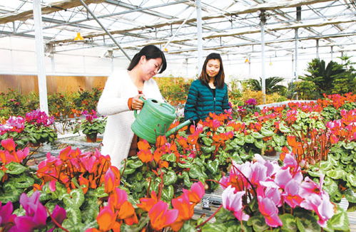 徽縣芬芳之路 精品花卉苗木基地建設繪就生態新畫卷