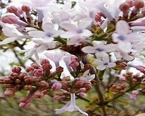 綠意織夢·室內觀葉花卉的詩與遠方——周圈村西南花卉苗木園藝場觀葉產品探秘