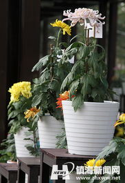 精品花卉展區 芬芳與藝術的盛宴