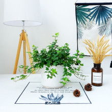 無花卉之道 星星花卉集團用智慧點亮綠色經濟