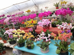 仙林花卉市場,不說再見