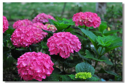 賞心樂事眾芳園——賀家鄉無錫論壇開放