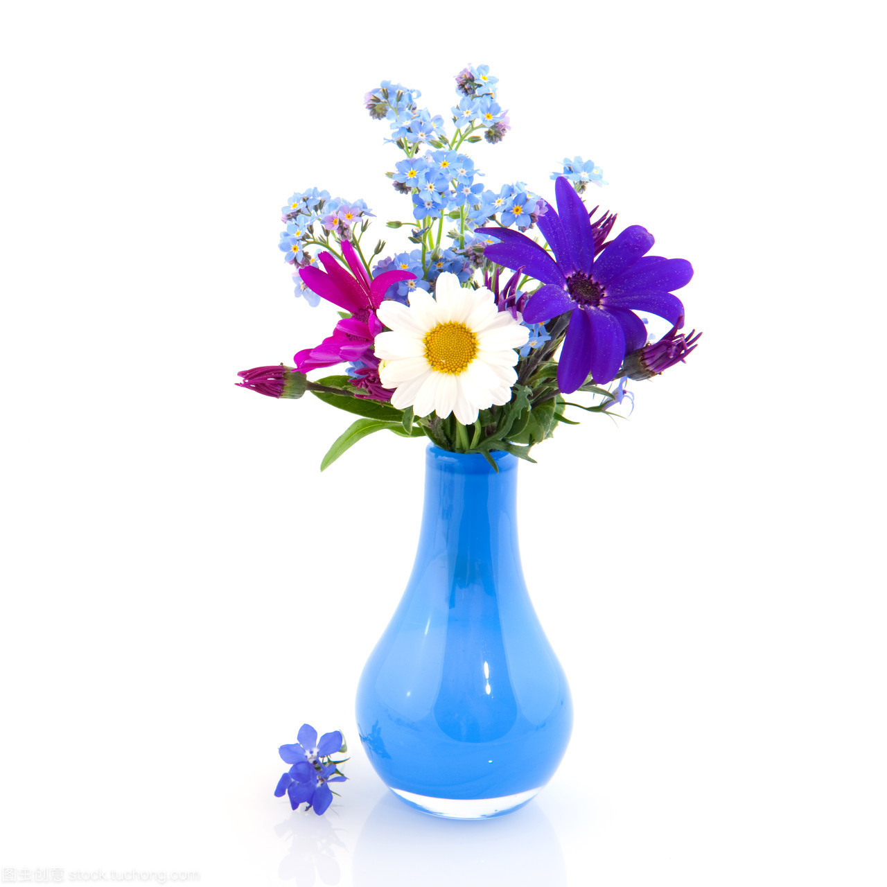 紫色雛菊 默然于花叢之外的純粹低語