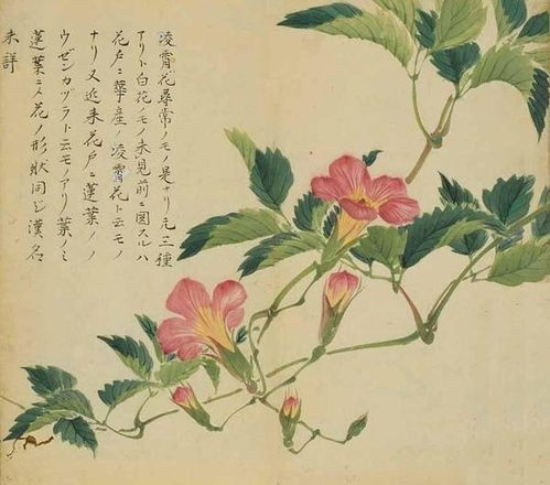 工筆花卉植物圖譜精品 畫筆下的花魂