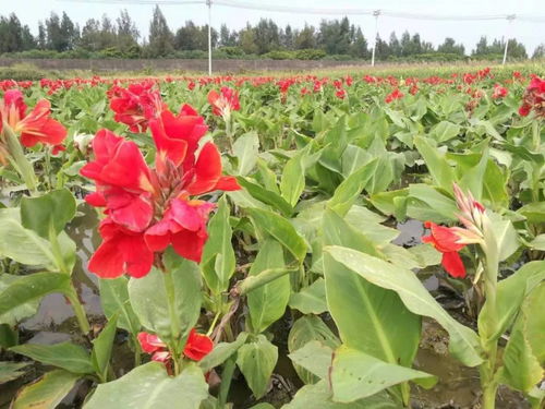 溫州蓮情水生花卉專業合作社入駐苗木通，專做精品水生植物花卉